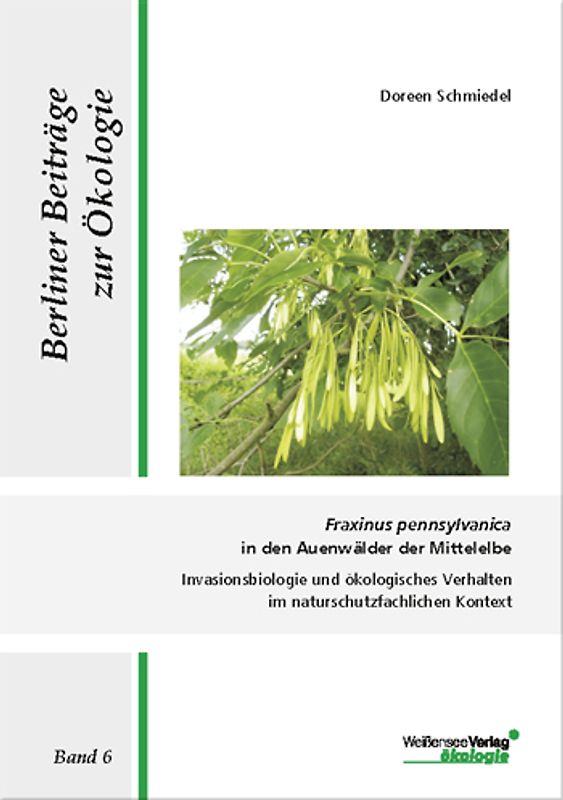 Fraxinus pennsylvanica in den Auenwälder der Mittelelbe