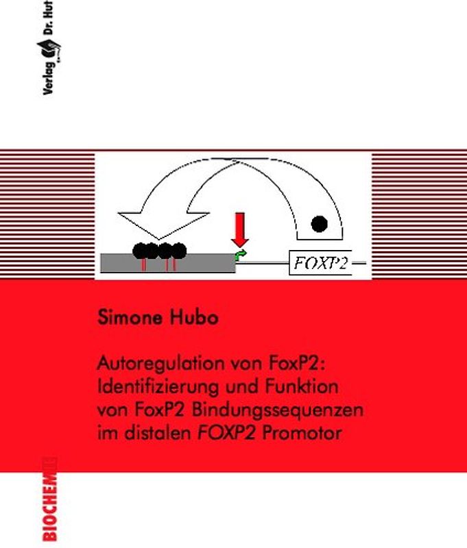 Autoregulation von FoxP2: Identifizierung und Funktion von FoxP2 Bindungssequenzen im distalen FOXP2 Promotor