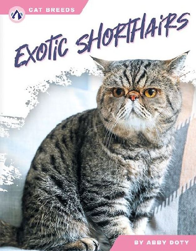 Exotic Shorthairs