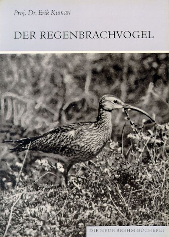 Der Regenbrachvogel