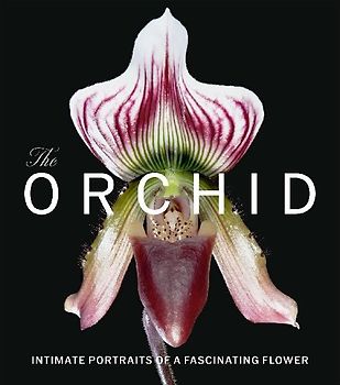 The Orchid