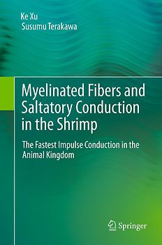 Myelinated Fibers and Saltatory Conduction in the Shrimp