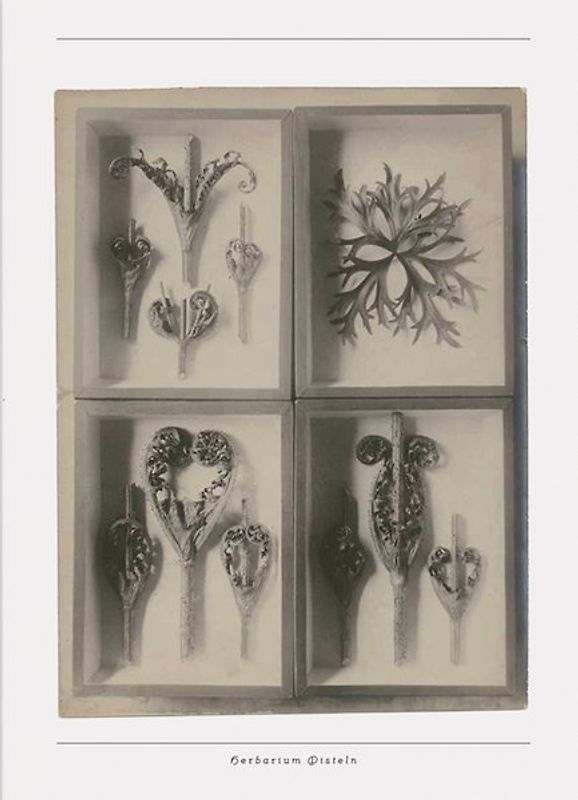 Aus der Werkstatt der Natur