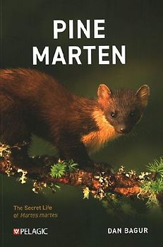 Pine Marten