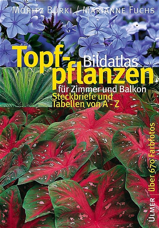 Topfpflanzen