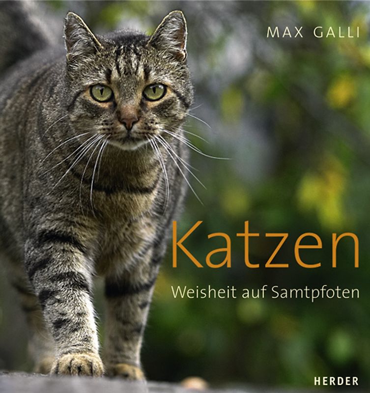 Katzen