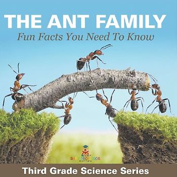The Ant Family - Fun Facts You Need To Know