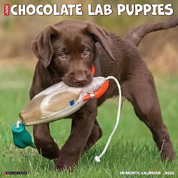 Chocolate Lab Puppies 2026 12 X 12 Wall Calendar