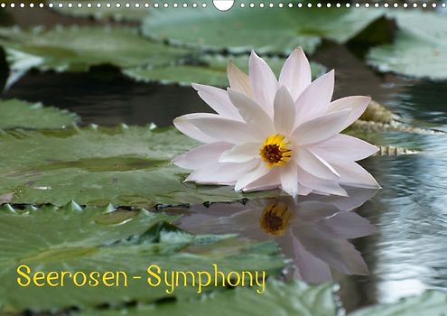 Seerosen - Symphony (Posterbuch DIN A4 quer)