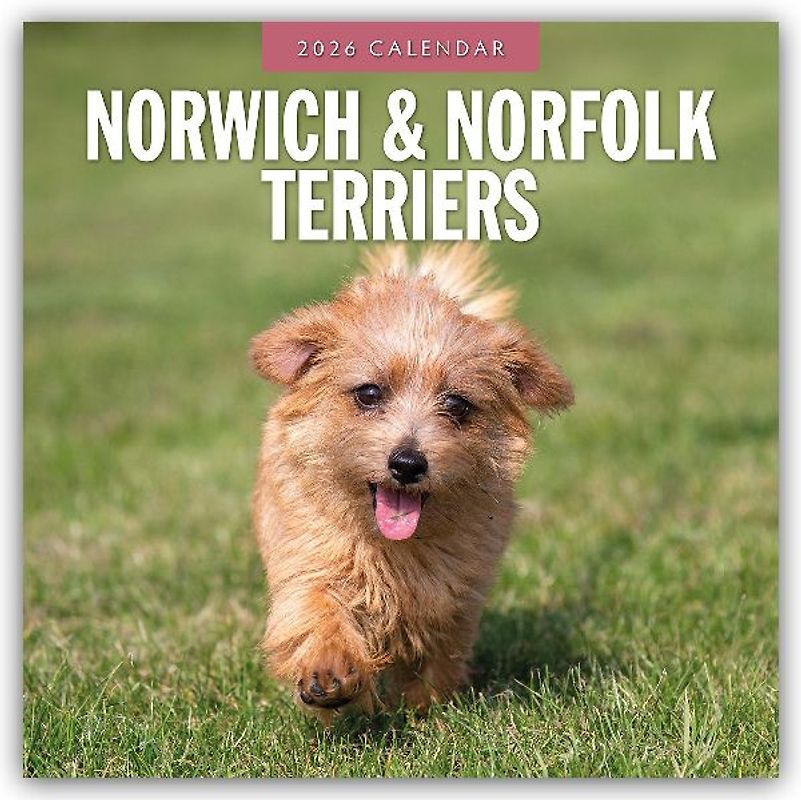 Norwich & Norfolk Terriers 2026 Square Wall Calendar