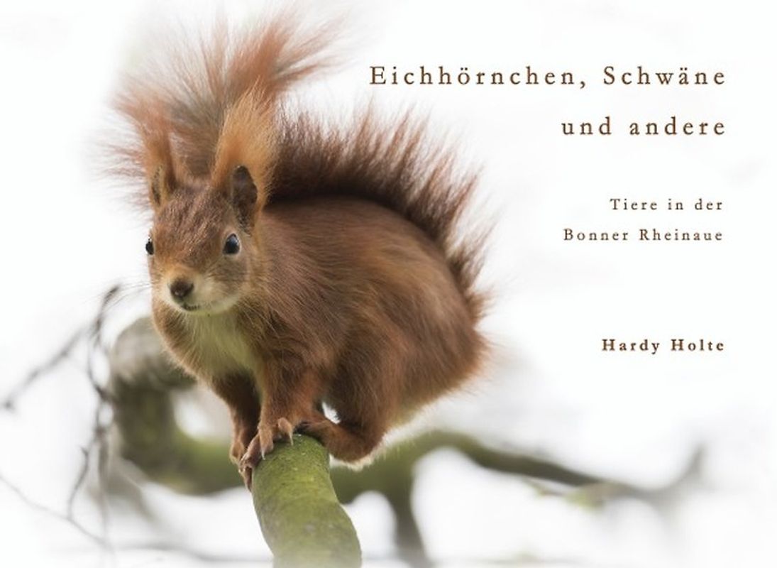 Eichhörnchen, Schwäne &amp; andere Tiere der Bonner Rheinaue