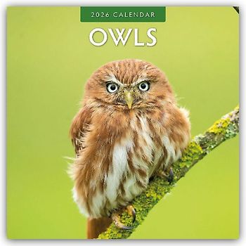 Owls  2026 Square Wall Calendar