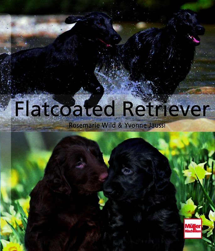 Flatcoated Retriever