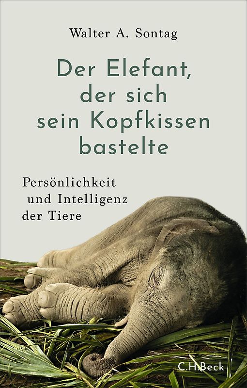 Der Elefant, der sich sein Kopfkissen bastelte