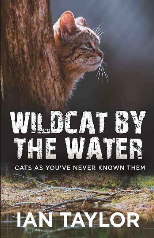 Wildcat By The Water