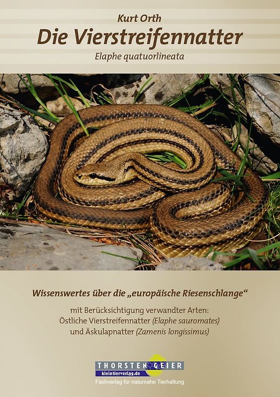 Die Vierstreifennatter Elaphe quatuorlineata