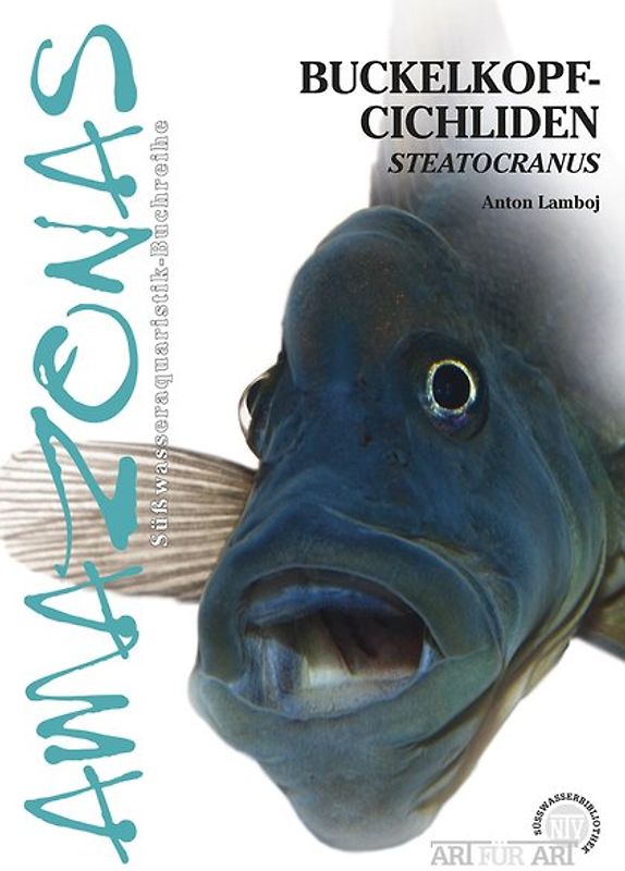 Buckelkopfcichliden