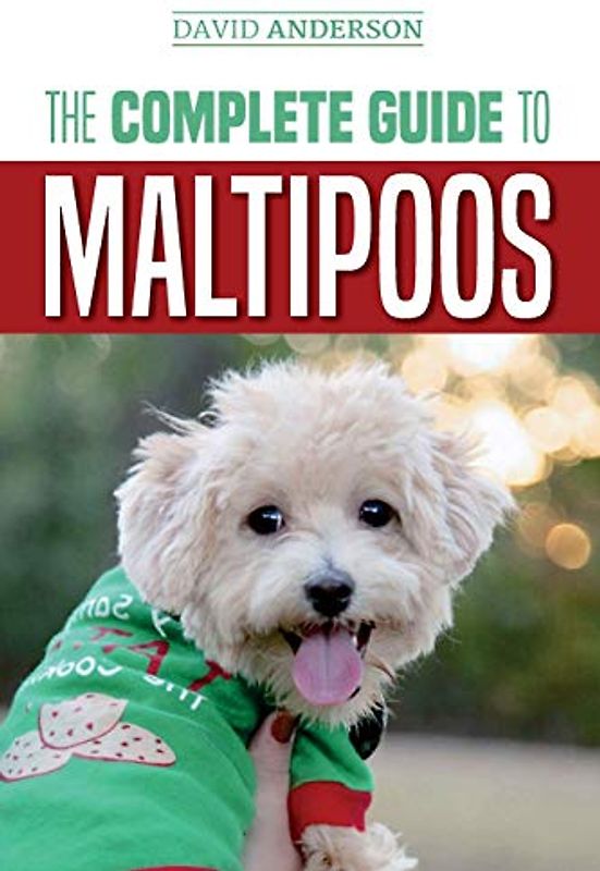 The Complete Guide to Maltipoos: Everything you need to know before getting your Maltipoo dog