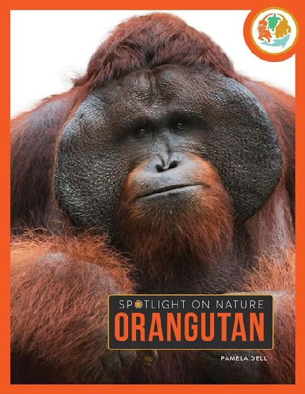 Orangutan