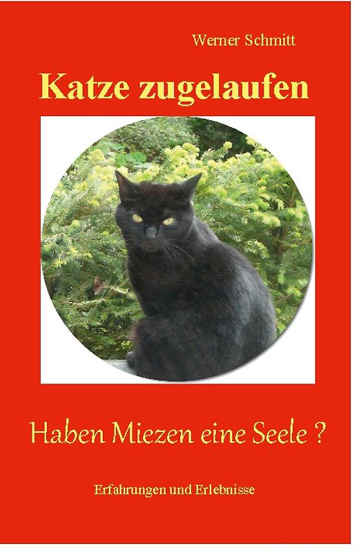 Katze zugelaufen