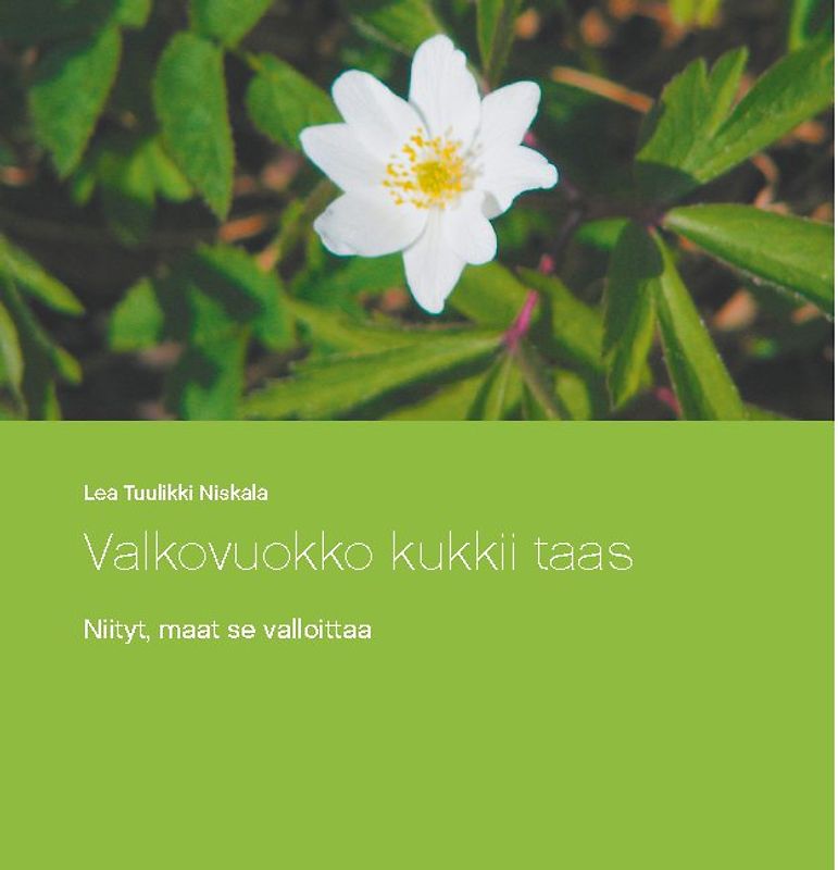 Valkovuokko kukkii taas