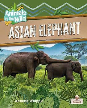 Asian Elephant