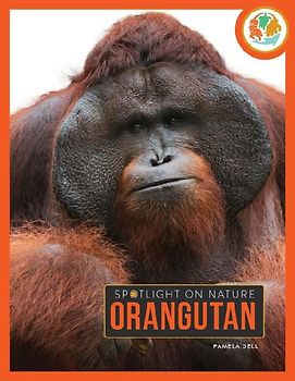 Orangutan