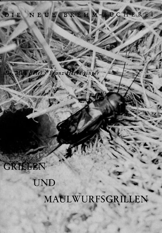 Grillen und Maulwurfsgrillen