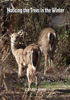 Noticing the Trees in the Winter