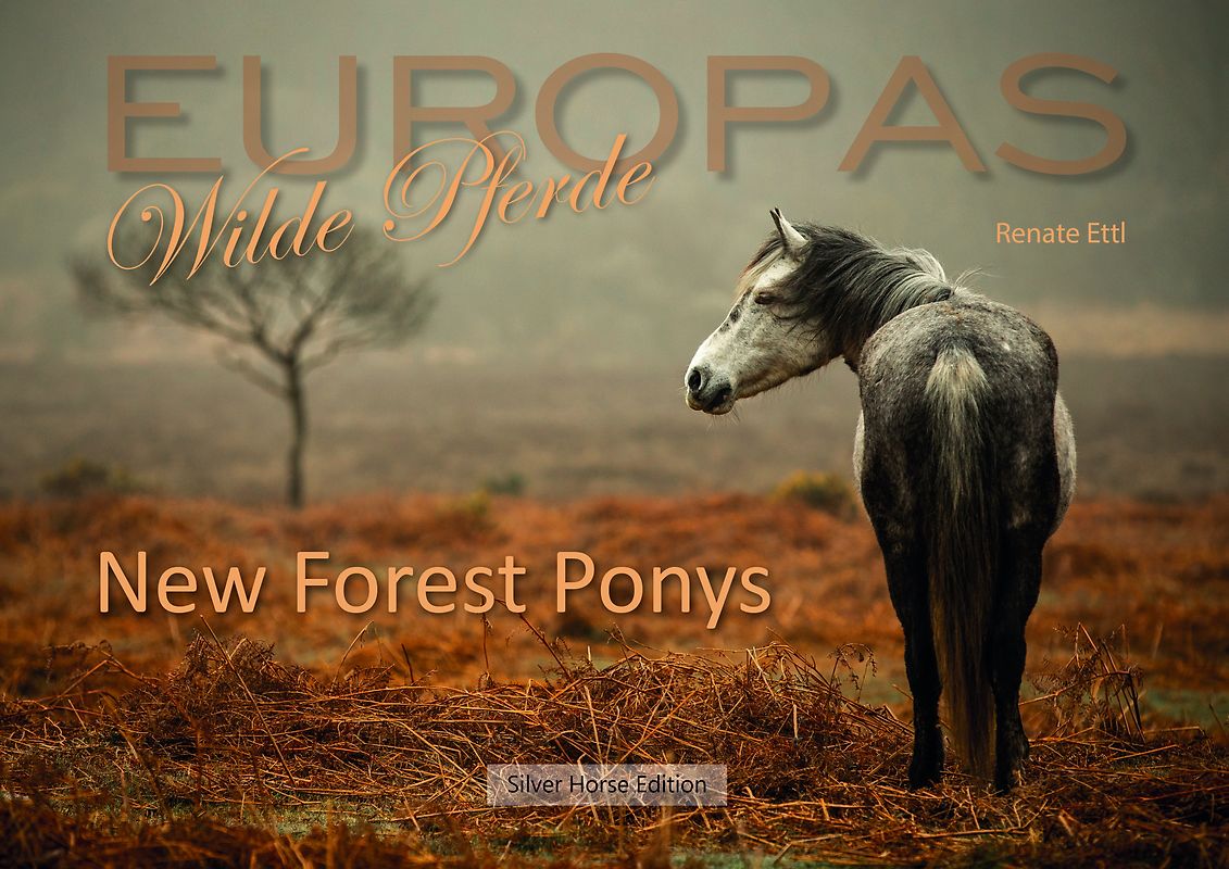 New Forest Ponys