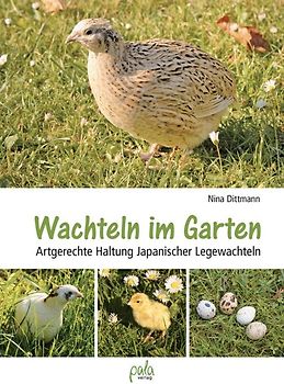 Wachteln im Garten