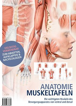 Anatomie-Muskeltafeln