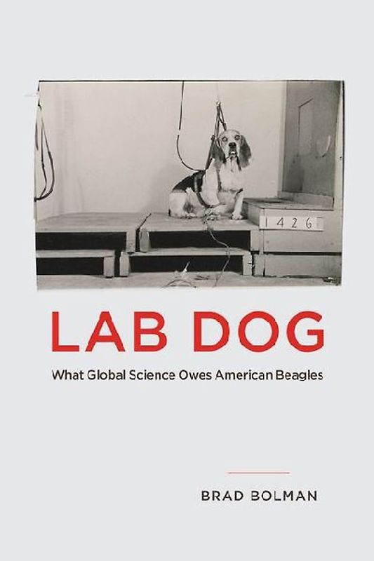 Lab Dog