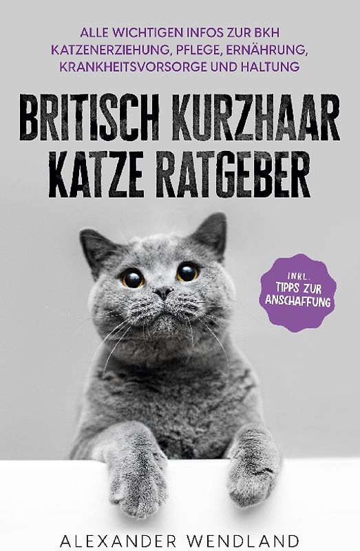 Britisch Kurzhaar Katze Ratgeber