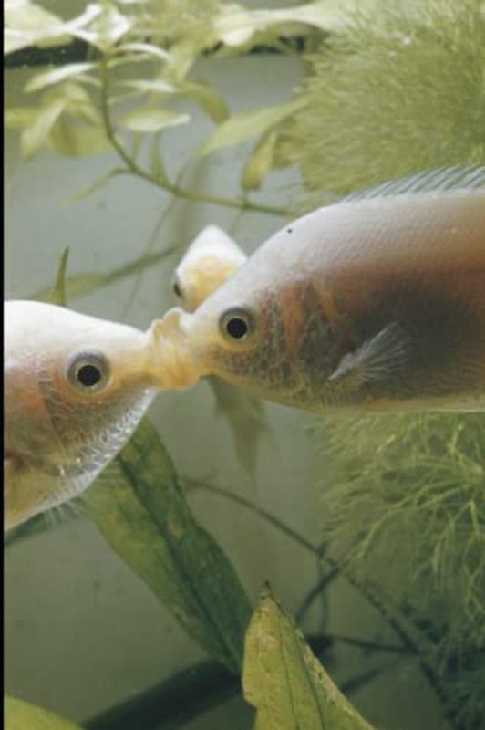 Shackles of Conformity: Book 3: Leading into the Aftermath of Purple Slurple