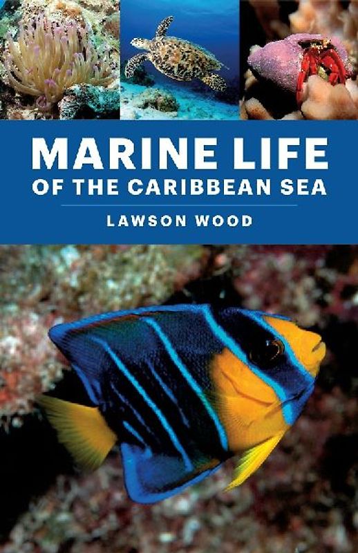Marine Life of the Caribbean Sea