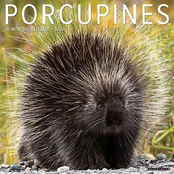 Porcupines 12 X 12 Wall Calendar