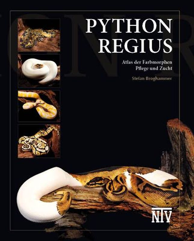Python regius