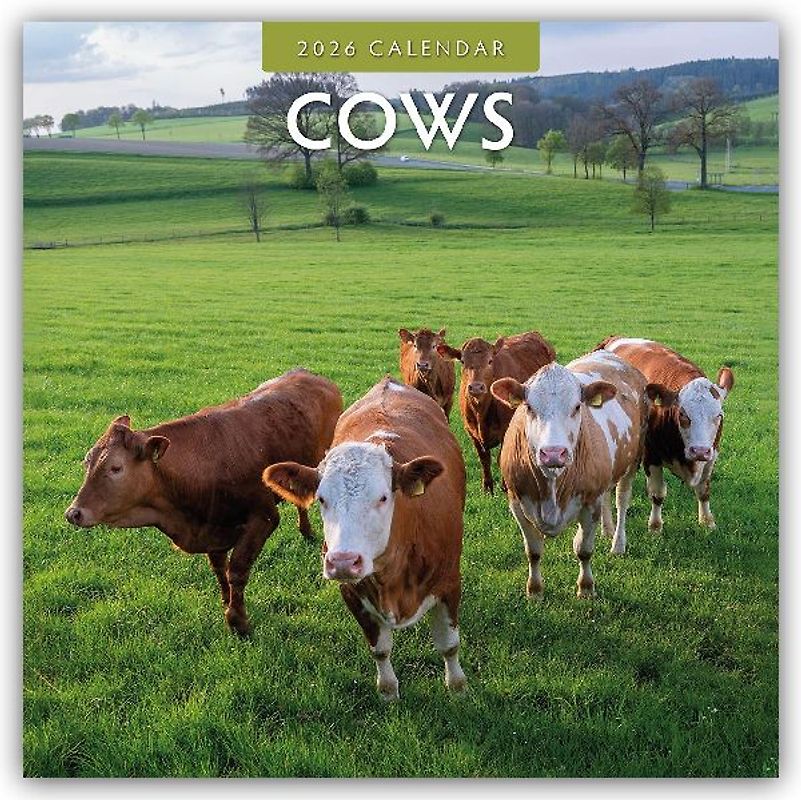 Cows 2026 Square Wall Calendar