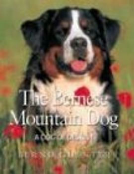 The Bernese Mountain Dog: A Dog of Destiny