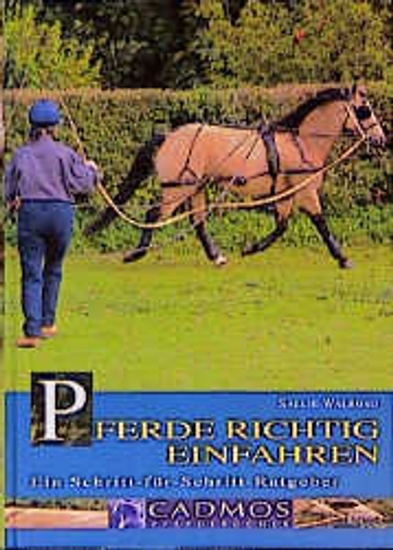 Pferde richtig einfahren