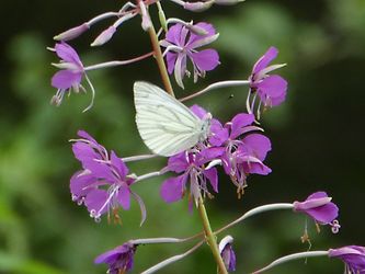 Image client pour Panasonic Lumix DMC-TZ81/DMC-TZ80 noir