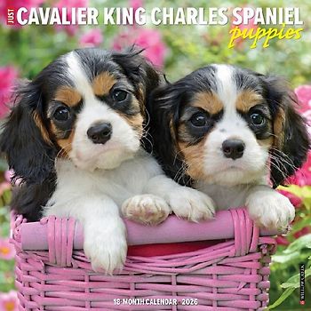 Cavalier King Charles Spaniel Puppies 2026 12 X 12 Wall Calendar
