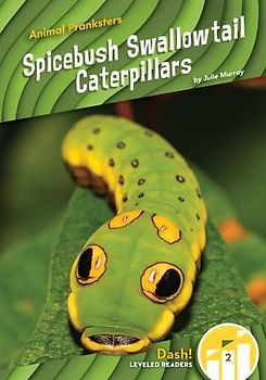 Spicebush Swallowtail Caterpillars