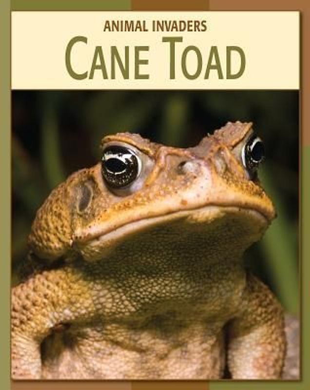 Cane Toad