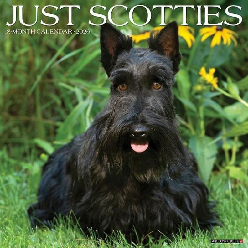 Scotties 2026 12 X 12 Wall Calendar