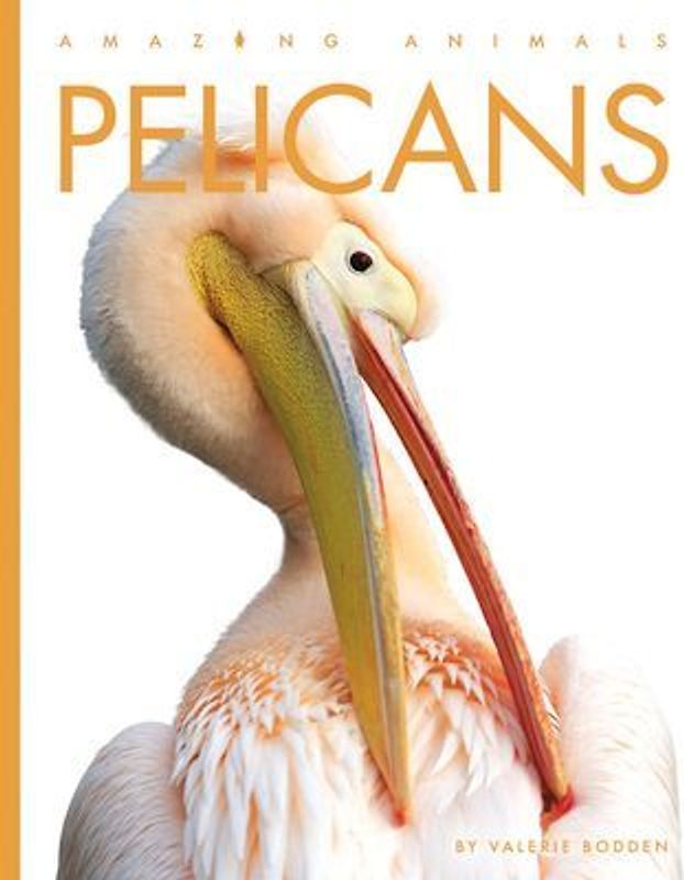 Pelicans