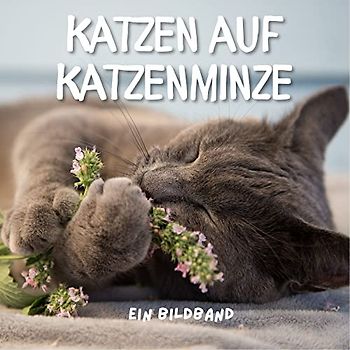 Katzen auf Katzenminze