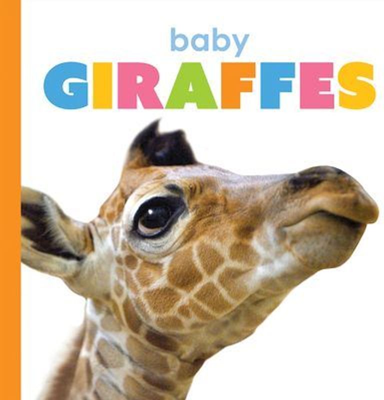 Baby Giraffes