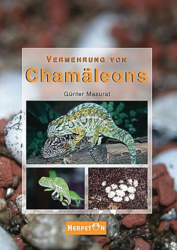 Vermehrung von Chamäleons